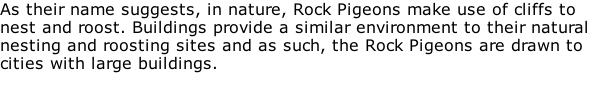 As their name suggests, in nature, Rock Pigeons make use of cliffs to
nest and roost. Buildings provide a similar environment to their natural
nesting and roosting sites and as such, the Rock Pigeons are drawn to
cities with large buildings.  


